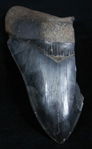 Jet Black / Inch Megalodon Tooth Partial #2000